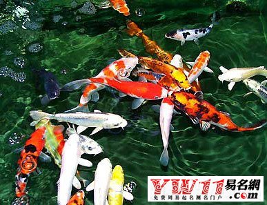 家里养什么鱼好