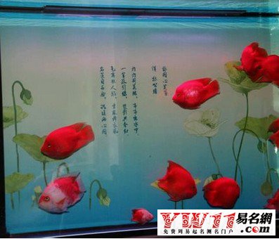 家里养什么鱼好