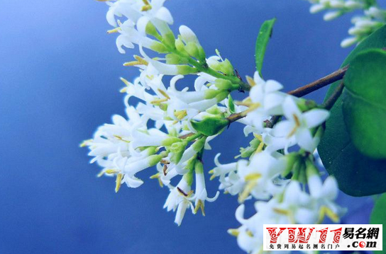 梦见桂花 起名网