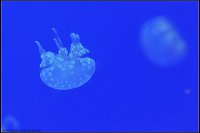 梦见海蜇