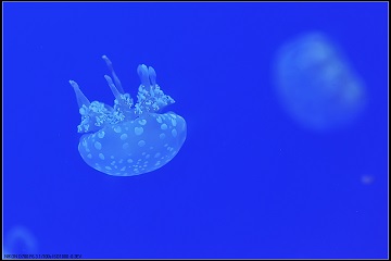 梦见海蜇