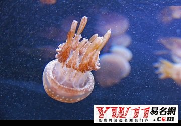 梦见海蜇