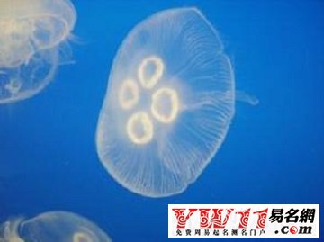 梦见海蜇