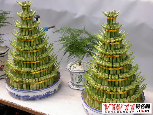 旺财风水植物,详解最旺财风水植物