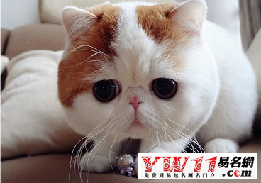 给猫咪起什么名字好听