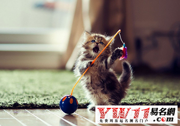给猫咪起名字萌一点的