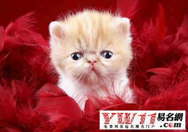 给猫咪起名字搞笑