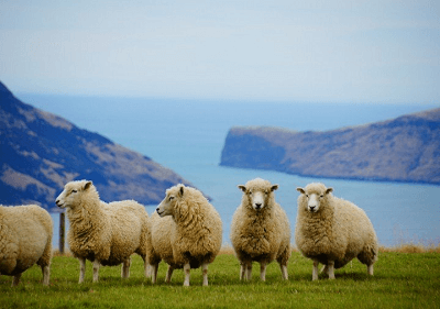 1991年属羊的2019年运程
