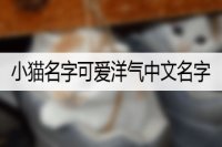 小猫名字可爱洋气中文名字