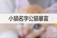 小猫名字公猫暴富