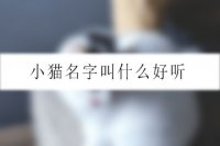 小猫名字叫什么好听