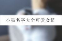 小猫名字大全可爱女猫