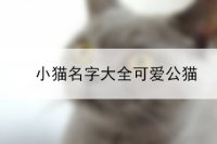 小猫名字大全可爱公猫