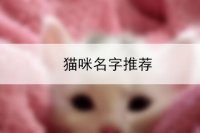 猫咪名字推荐