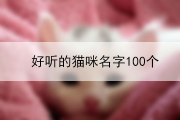 好听的猫咪名字100个