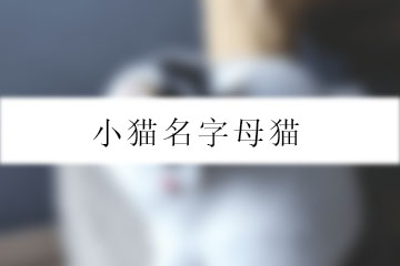 小猫名字母猫