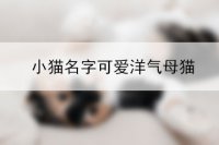 小猫名字可爱洋气母猫