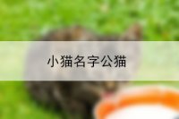 小猫名字公猫