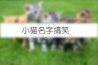 小猫名字搞笑