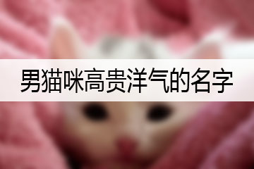 男猫咪高贵洋气的名字