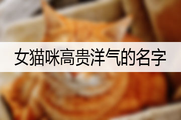 女猫咪高贵洋气的名字