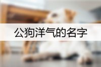 公狗洋气的名字