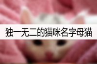 独一无二的猫咪名字母猫