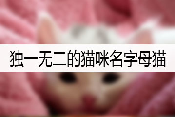 独一无二的猫咪名字母猫