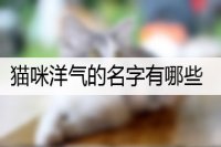 猫咪洋气的名字有哪些